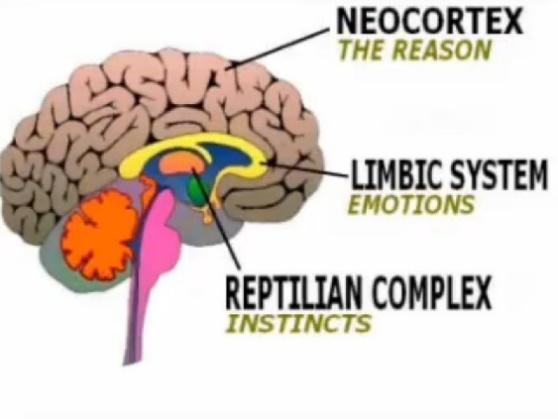 The Reptilian, Mamalian and Visual Brain | Brain anatomy, Reptilian brain, Limbic system